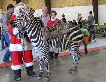 Our of our zebra at a Christmas party