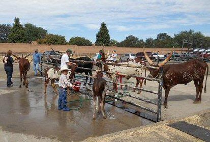 Washing cows at Colorado State Fair